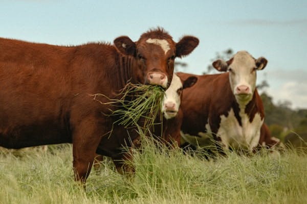Cattle eating grass
