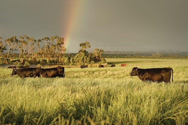 fields and cattle