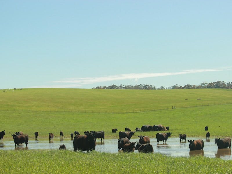 Great Southern Cattle